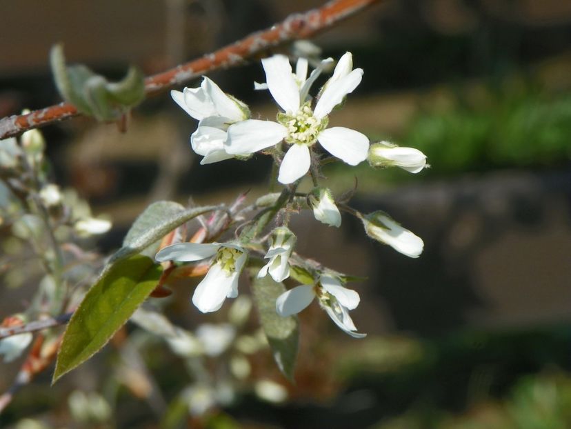 amelanchier lamarckii - z-Dobarland 2018