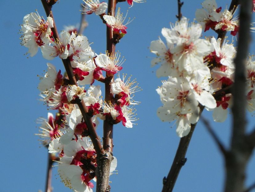 zarzar - z-Dobarland 2018