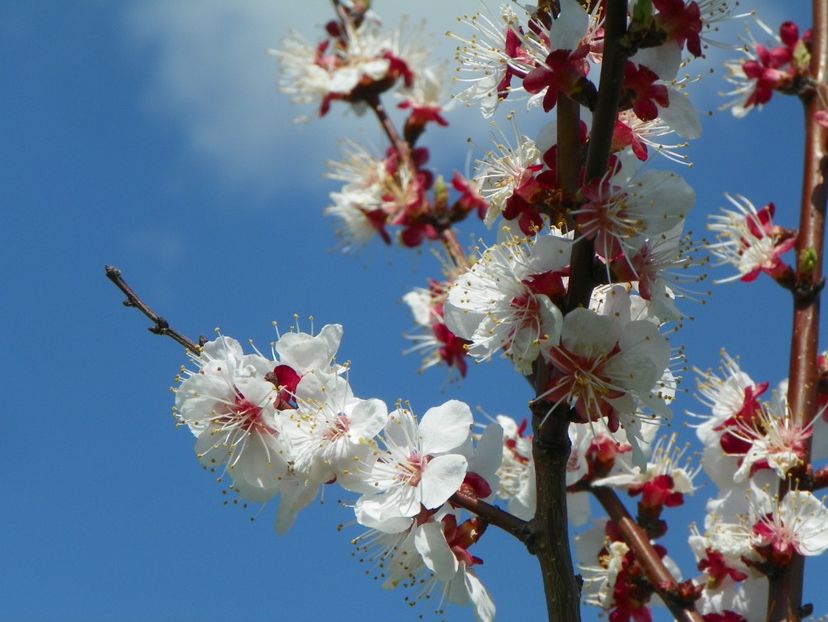 zarzar - z-Dobarland 2018