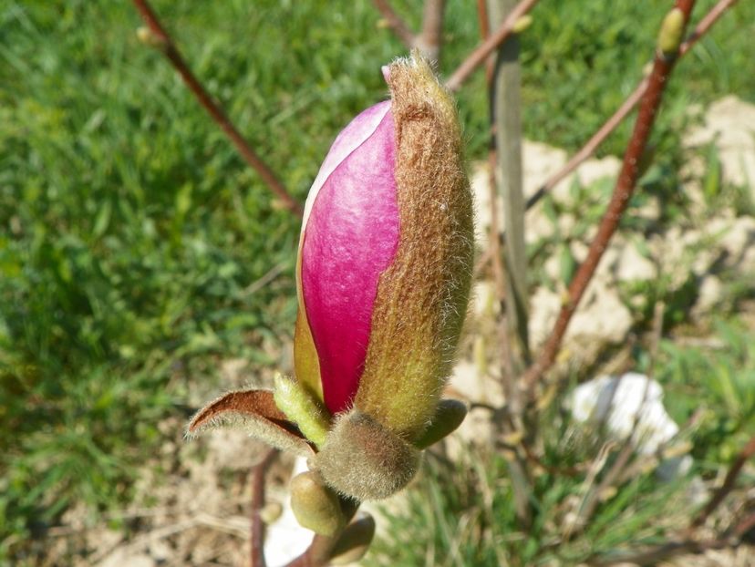 trebuia sa fie magnolia Alba Superba - z-Dobarland 2018