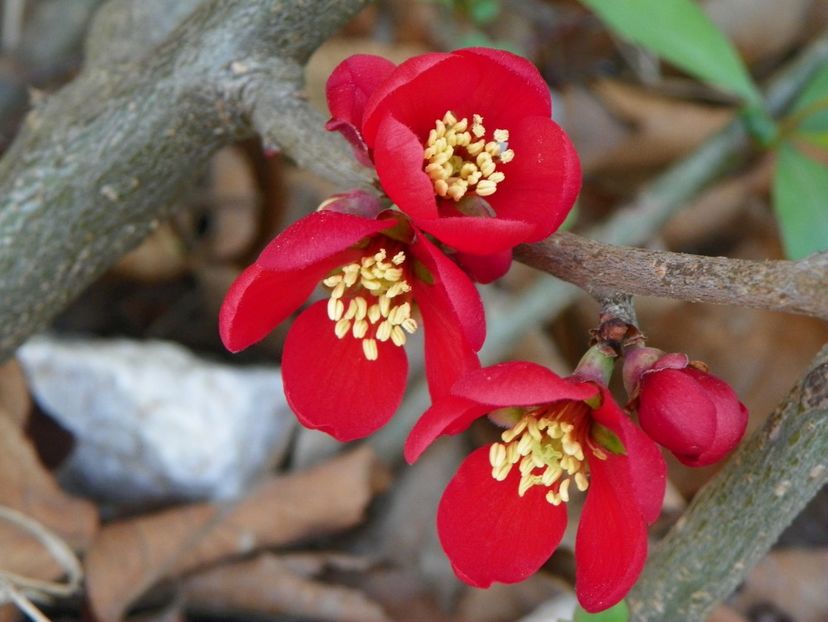 chaenomeles Crimson and Gold - z-Dobarland 2018