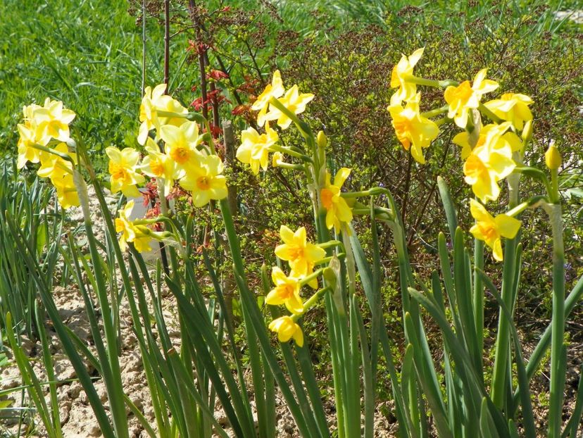 narcise Suzy - z-Dobarland 2018