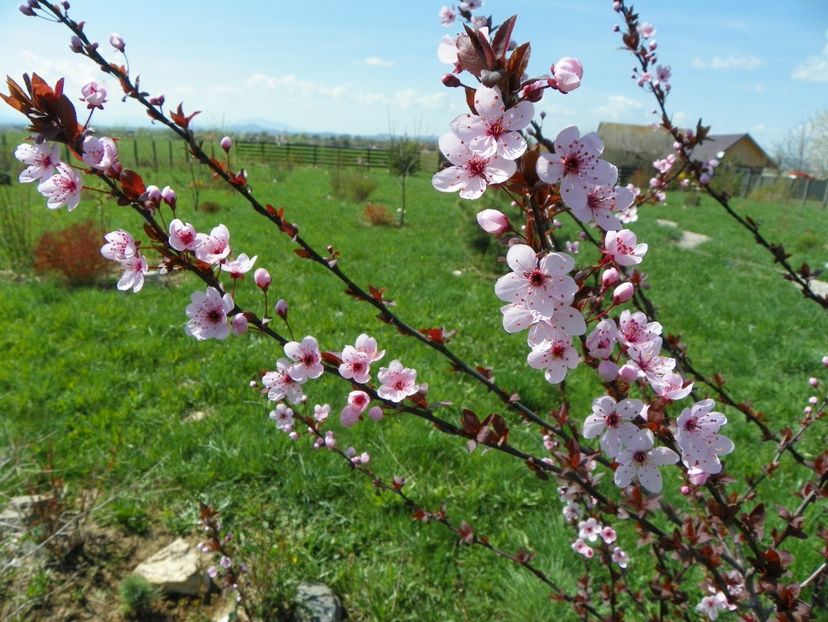 prunus cerasifera Nigra - z-Dobarland 2018