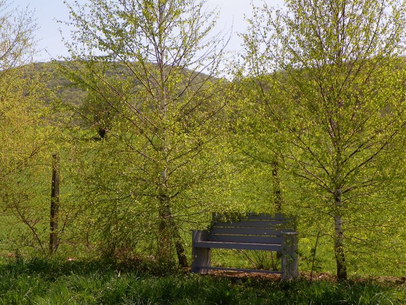 mesteceni - z-Dobarland 2018