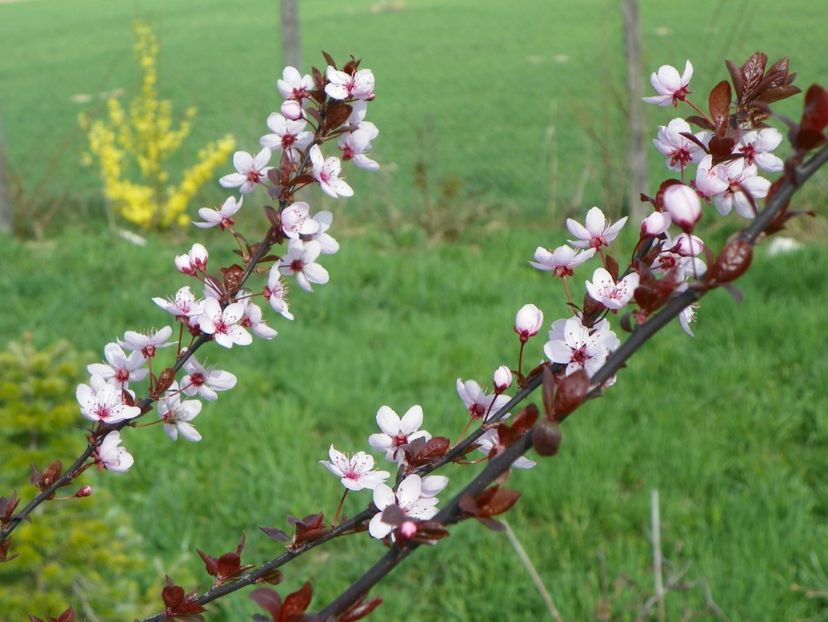 prunus cerasifera Nigra - z-Dobarland 2018