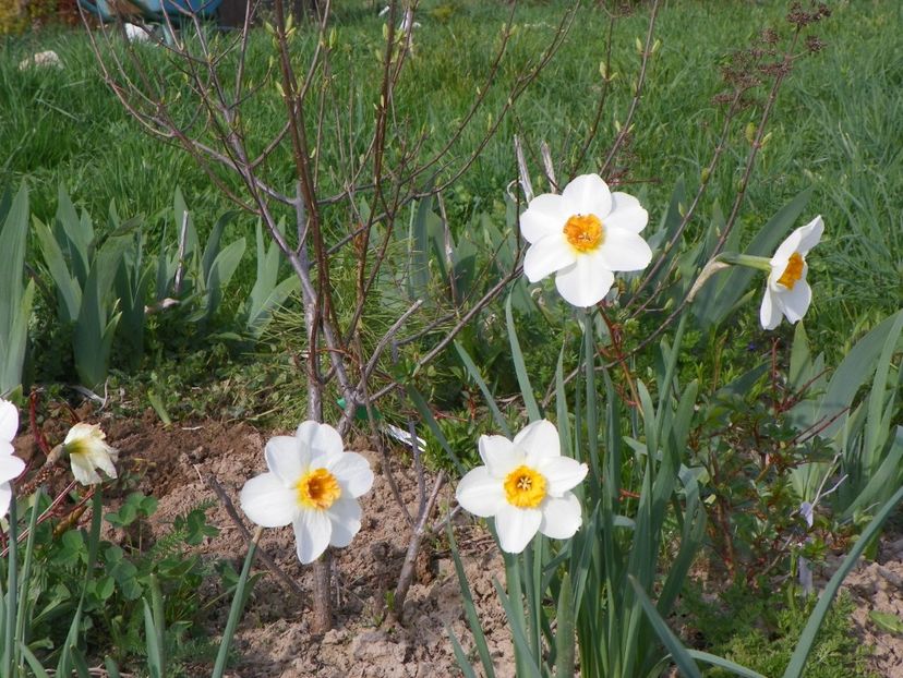 narcise Barrett Browning - z-Dobarland 2018