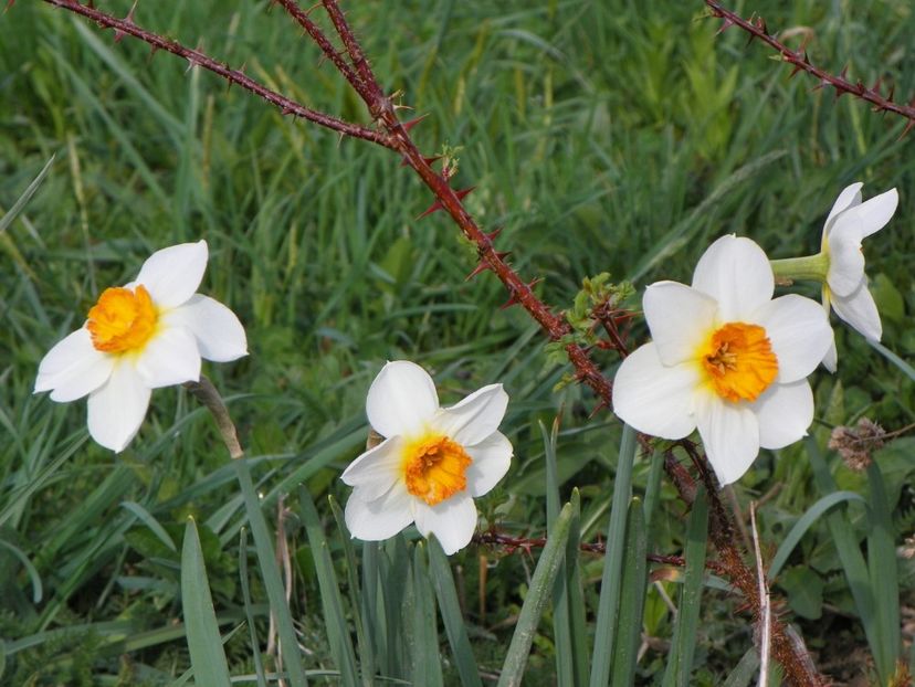 narcise Barrett Browning - z-Dobarland 2018