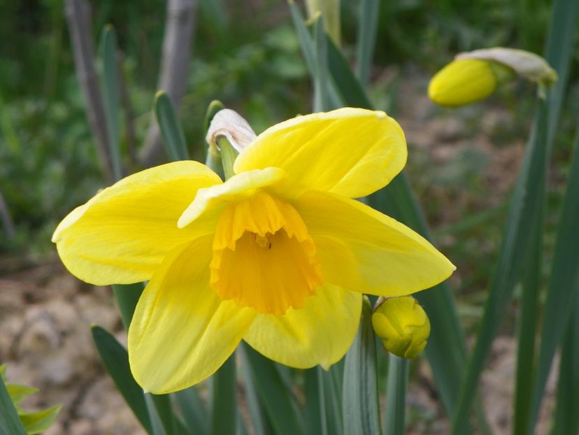 narcisa Delibes - z-Dobarland 2018