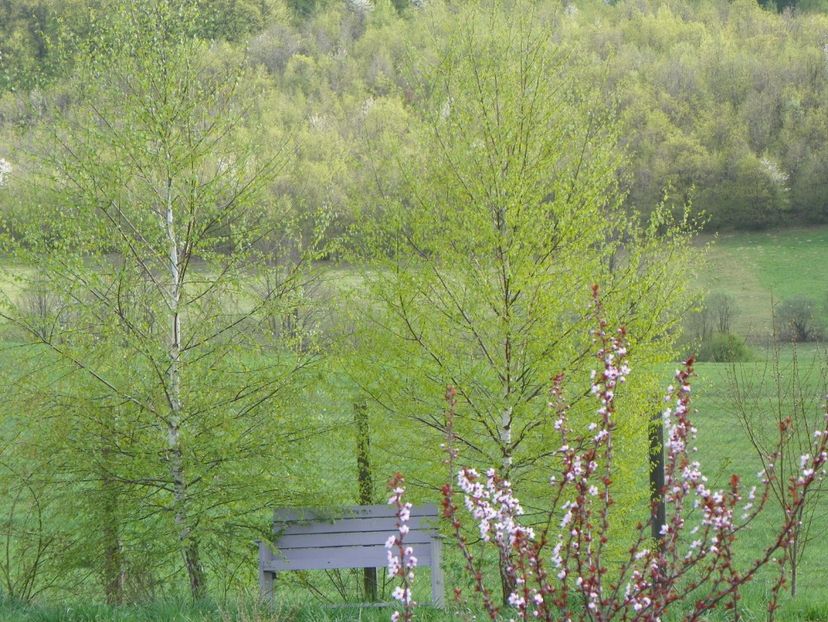 prunus cerasifera Nigra si mesteceni - z-Dobarland 2018