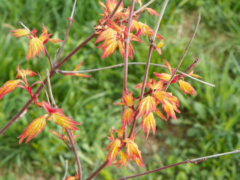 acer palmatum Sango-kaku - z-Dobarland 2018