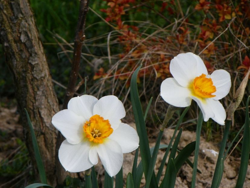 narcise Barrett Browning - z-Dobarland 2018