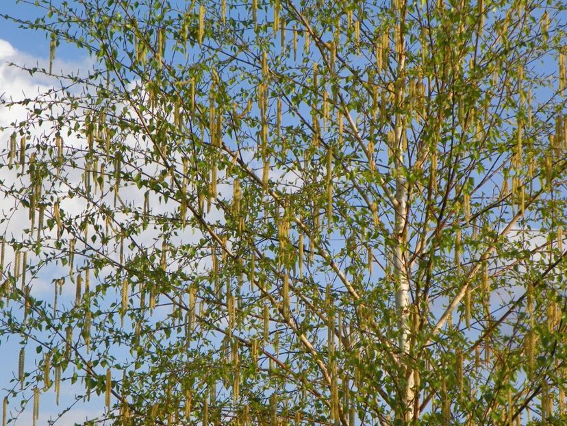 mesteacan candelabru - z-Dobarland 2018