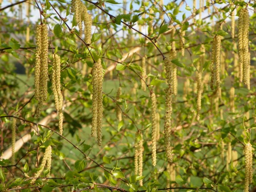 mesteceni - z-Dobarland 2018