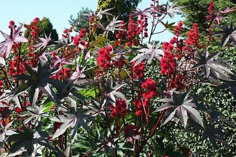 cum-arata-planta-de-ricin - Seminte de RICIN DE VANZARE