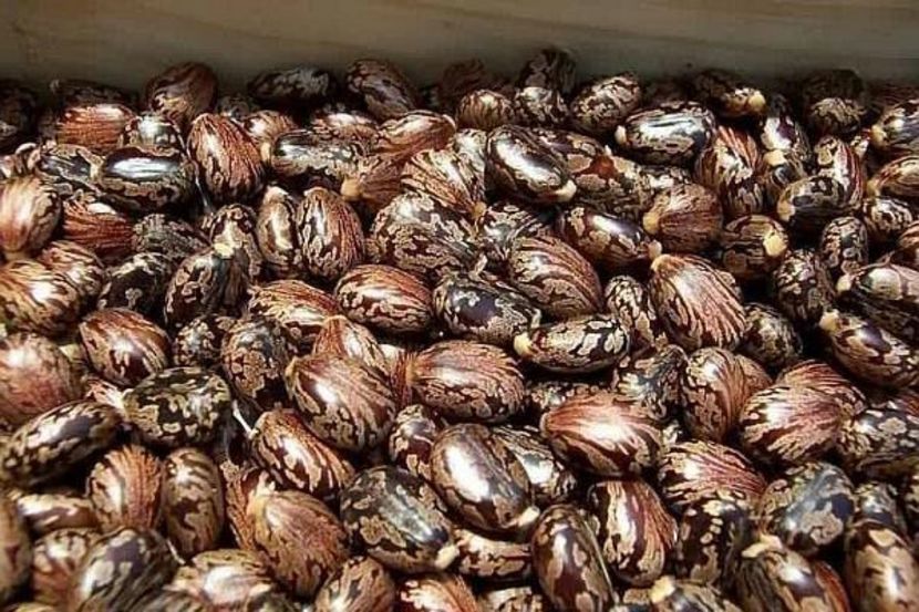 seminte-de-ricin - Seminte de RICIN DE VANZARE