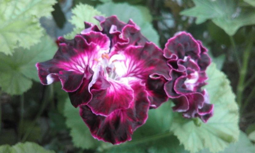 Marquioness of Bute - Flori 2018