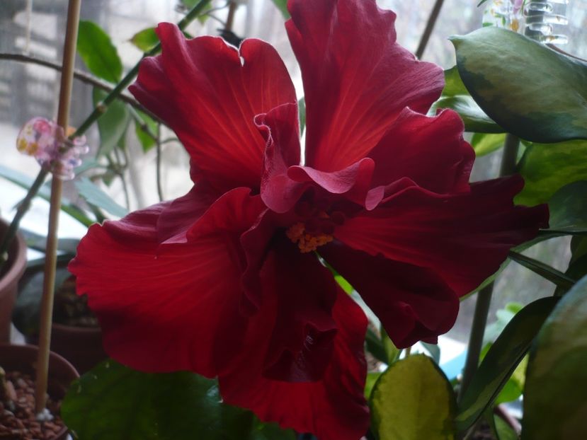 P1360606 - HIBISCUSI 2018-1