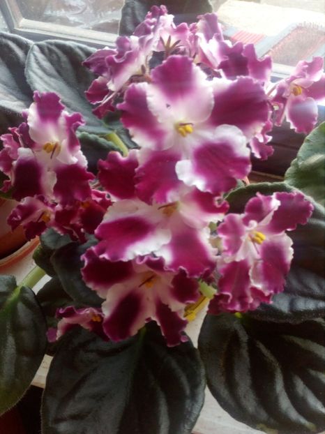  - GESNERIACEAE