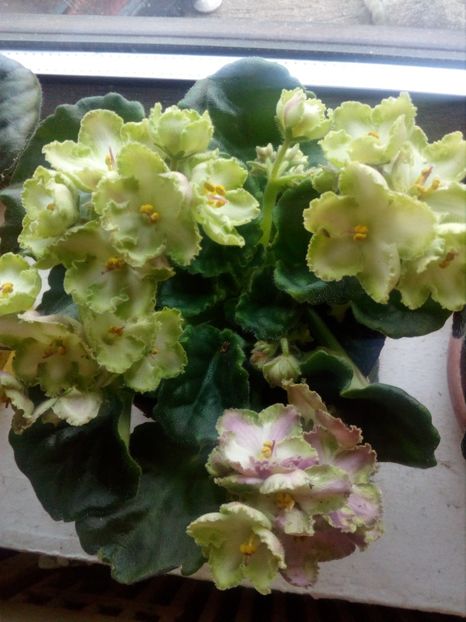  - GESNERIACEAE
