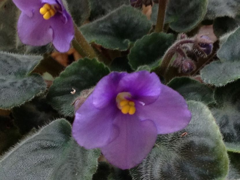  - Violete inflorirea de primavara 2018