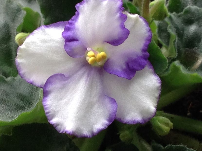  - Violete inflorirea de primavara 2018
