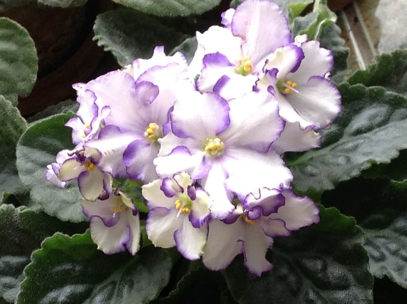  - Violete inflorirea de primavara 2018