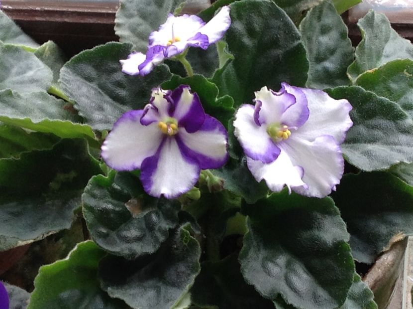  - Violete inflorirea de primavara 2018
