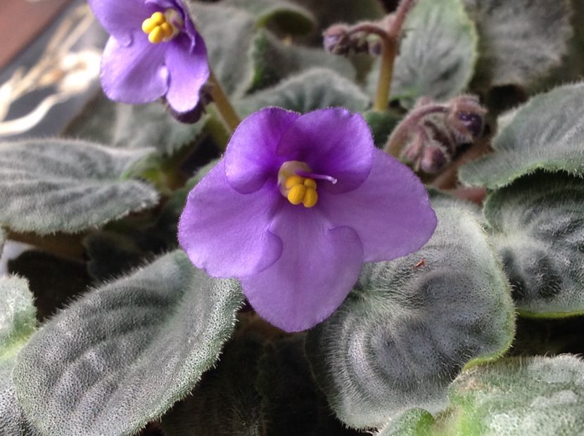  - Violete inflorirea de primavara 2018