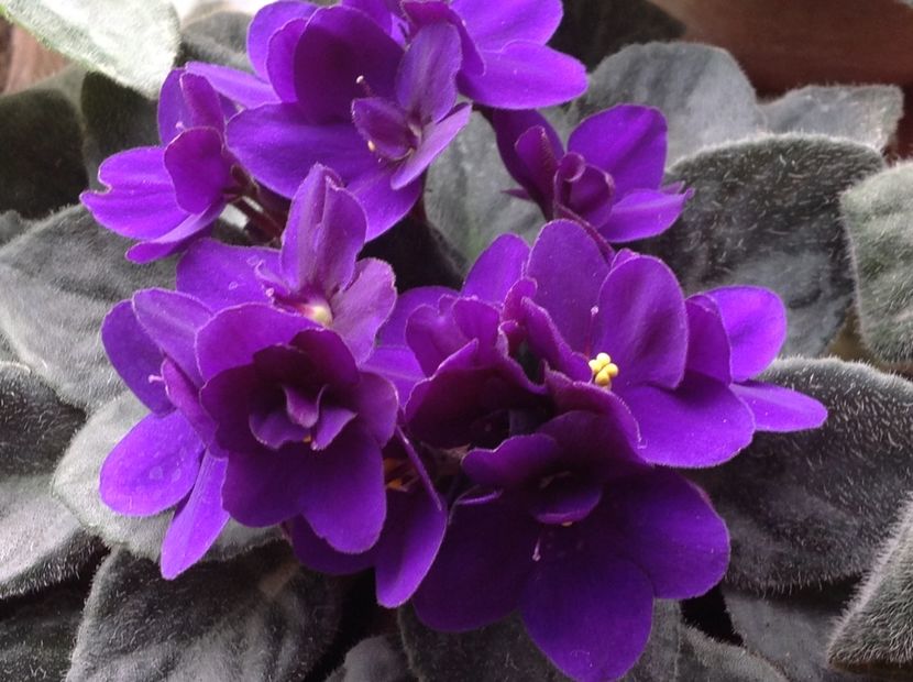  - Violete inflorirea de primavara 2018