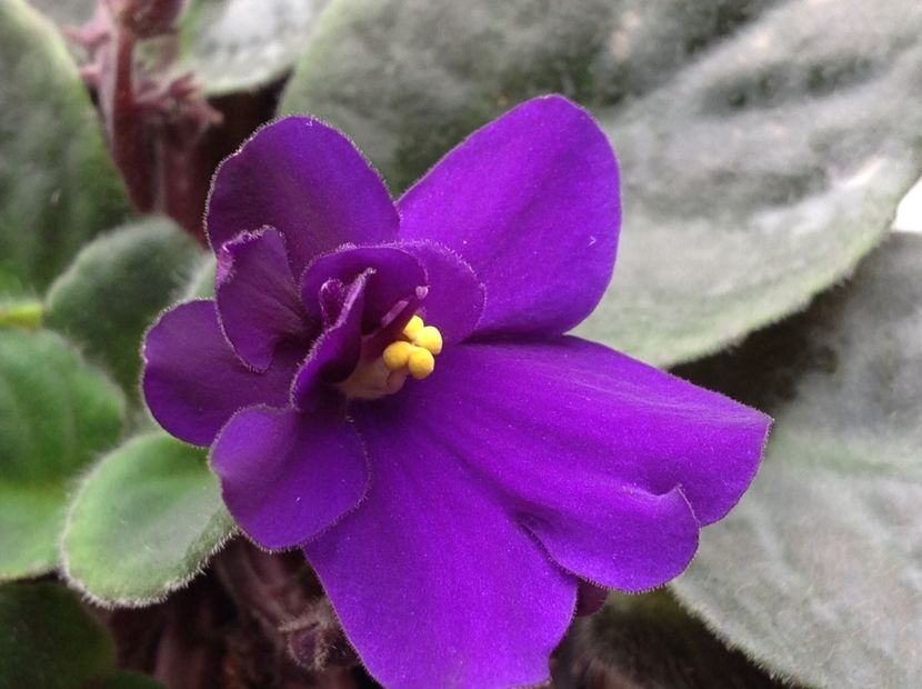  - Violete inflorirea de primavara 2018