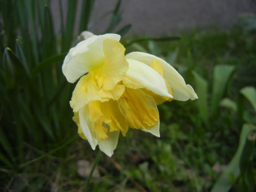 Narcissus Cum Laude (2018, April 04) - Narcissus Cum Laude