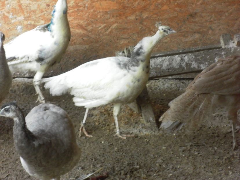 received_2137531669801152 - P--Paunii Silver Pied