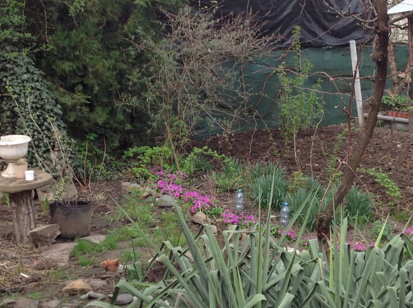  - Primule de gradina 2018