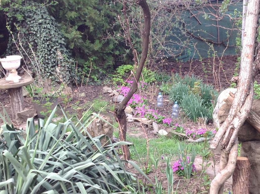  - Primule de gradina 2018