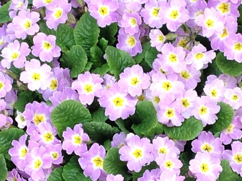  - Primule de gradina 2018