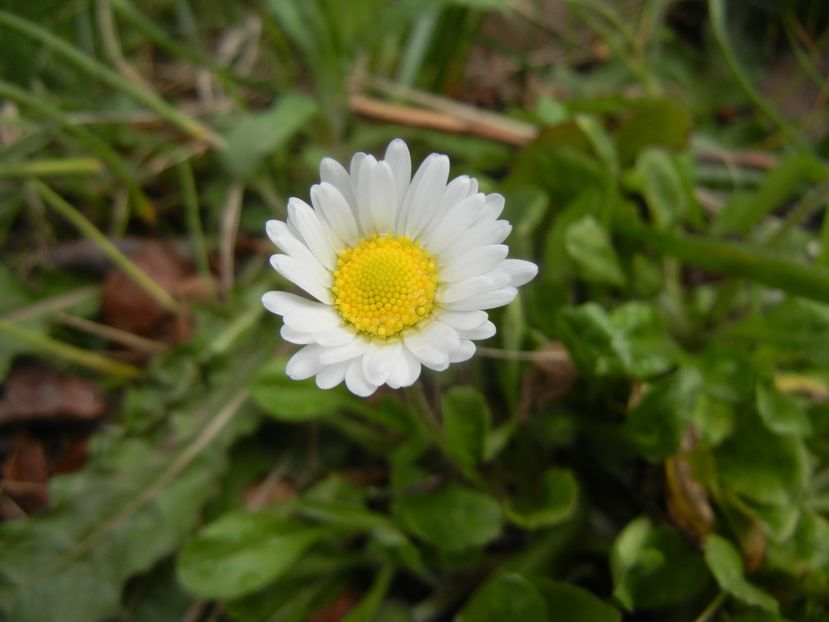 Bellis perennis (2018, April 06) - BELLIS Perennis