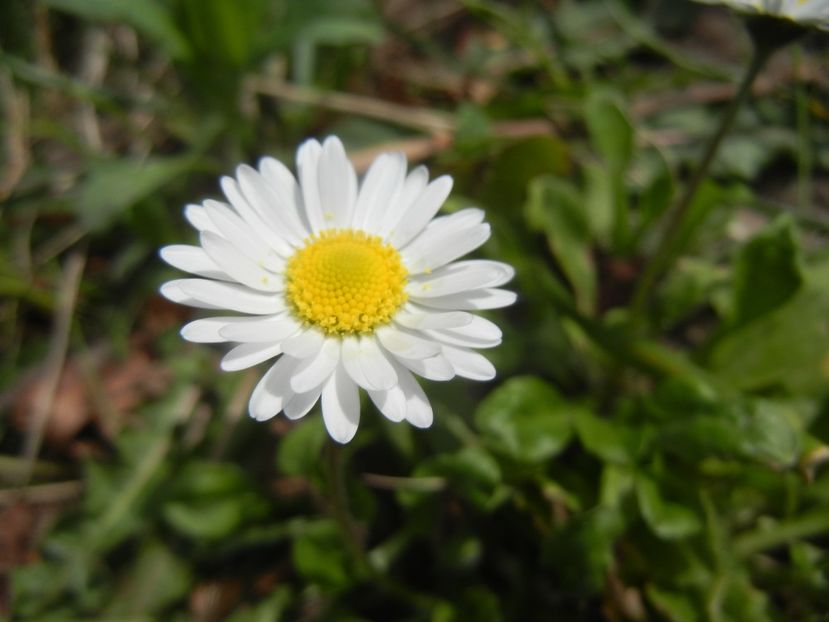 Bellis perennis (2018, April 07) - BELLIS Perennis