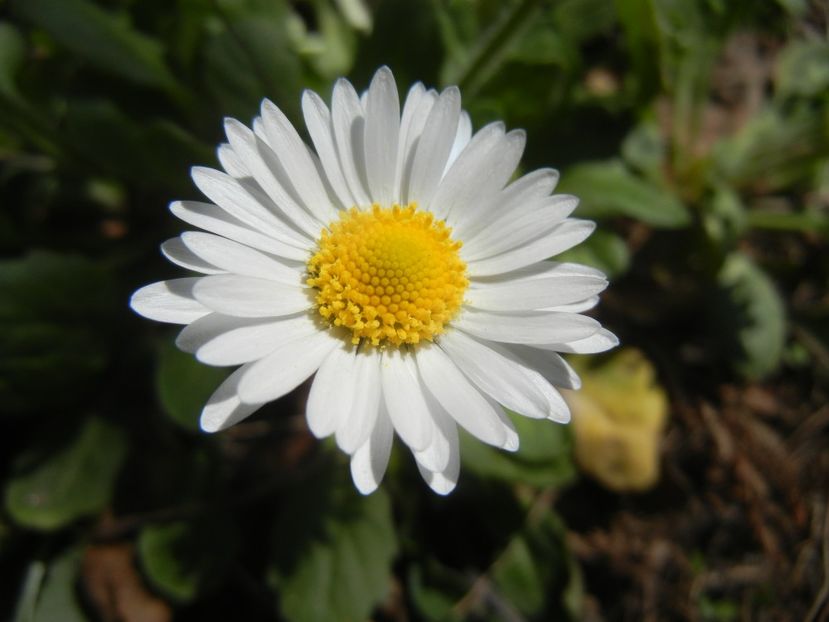 Bellis perennis (2018, April 09) - BELLIS Perennis