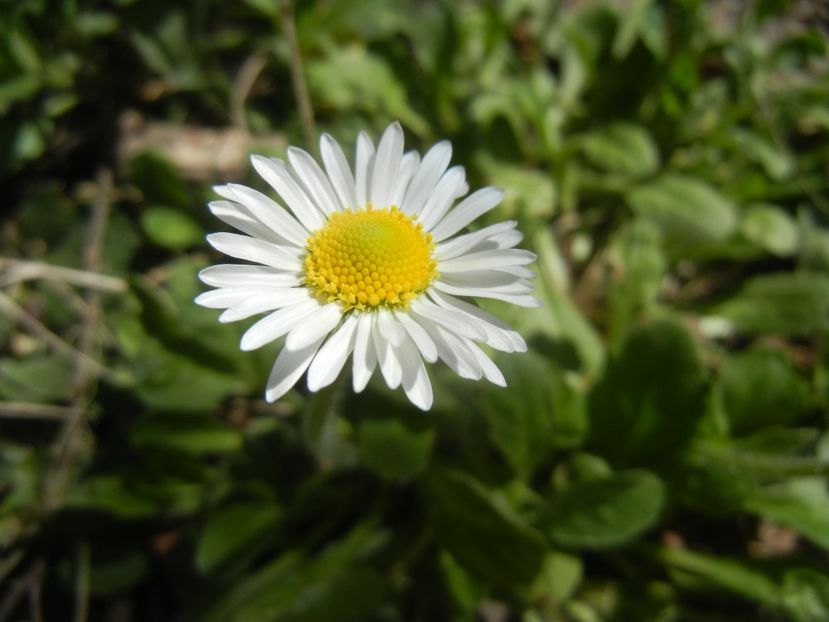 Bellis perennis (2018, April 09) - BELLIS Perennis