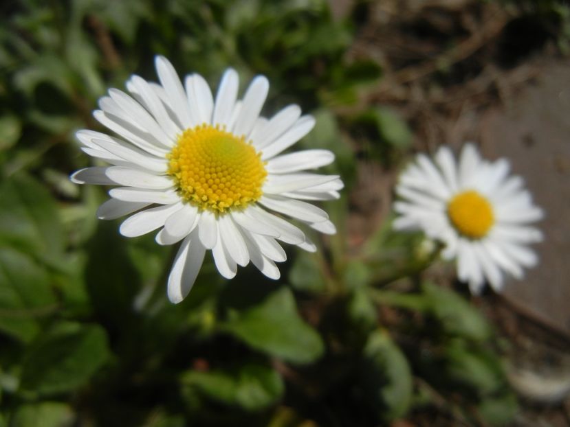 Bellis perennis (2018, April 09) - BELLIS Perennis