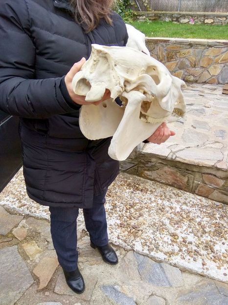 Craniu de cal_C127 ( Horse Skull ) - CRANII _ BIZARE ART