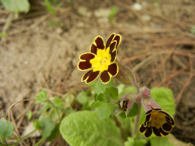 Primula elatior Gold Lace (2018, Apr.06) - PRIMULA Elatior Gold Lace