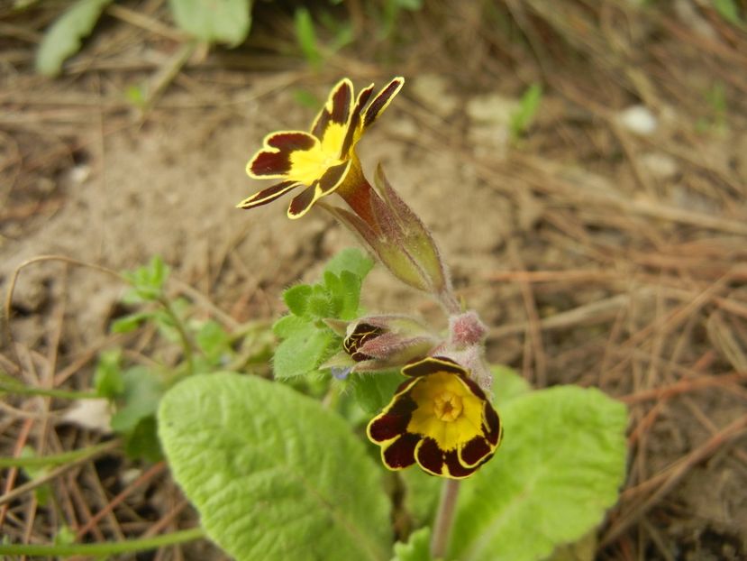 Primula elatior Gold Lace (2018, Apr.06) - PRIMULA Elatior Gold Lace