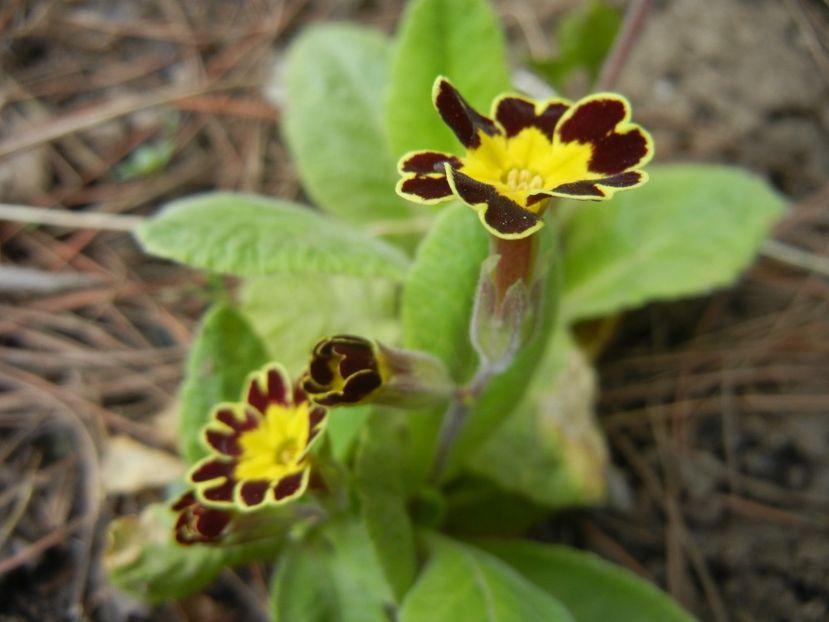 Primula elatior Gold Lace (2018, Apr.12) - PRIMULA Elatior Gold Lace