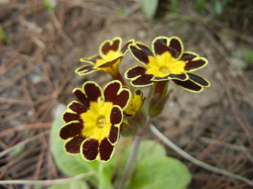 Primula elatior Gold Lace (2018, Apr.12) - PRIMULA Elatior Gold Lace