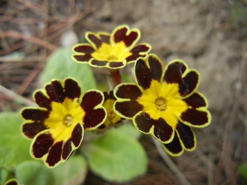 Primula elatior Gold Lace (2018, Apr.12) - PRIMULA Elatior Gold Lace