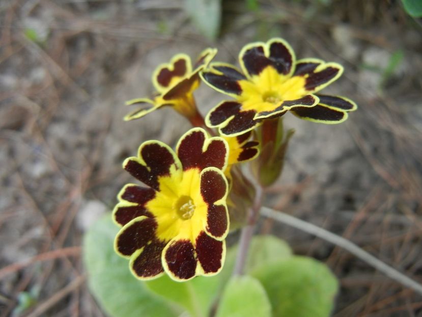 Primula elatior Gold Lace (2018, Apr.13) - PRIMULA Elatior Gold Lace