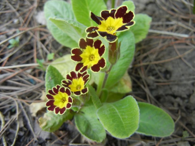 Primula elatior Gold Lace (2018, Apr.14) - PRIMULA Elatior Gold Lace