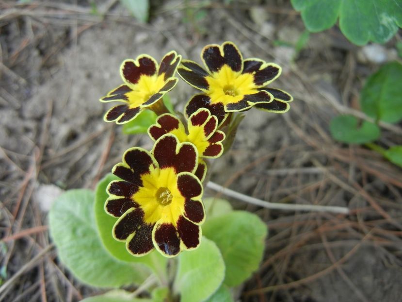 Primula elatior Gold Lace (2018, Apr.14) - PRIMULA Elatior Gold Lace