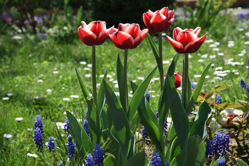 Armanii - 2018_ Aprilie_lalele I